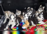 Sibirsky husky nn