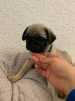 Steniatka mops