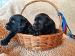 Labradorský čokoládový Retriever