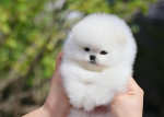 Luxusní krémový pejsek pomeranian
