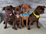 Chocolate Brussel Griffon Petit Brabançon (Smooth Brussel Griffon) šteniatka