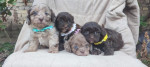 Maltipoo krásne šteniatka – fotka 1