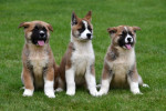 Šteniatka plemena Akita-inu