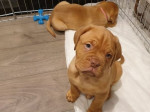 Krásne šteniatka dogy de Bordeaux,
