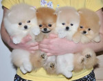 Luxusní krémový pejsek pomeranian
