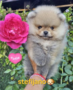 Pomeranian Boo – šteniatka