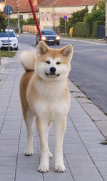 Akita Inu - Fena 