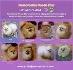 Pomeranian psy na predaj
