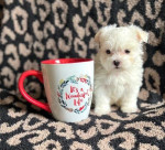 Ohromujúce šteniatka maltézskeho teriéra Teacup Maltese