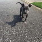 Šteniatka pitbulla, samčekovia a samičky, na adopciu