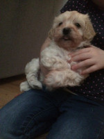 Úžasné šteniatka plemena MaltiPoo pre skvelé domovy