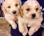 Šteniatka plemena Cavachon na adopciu