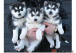 krásne šteniatka sibírskeho huskyho na adopciu