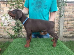 Šteniatka dobermana