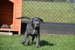 Šteniatka plemena Cane Corso – modré sfarbenie