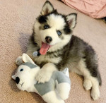 Nádherné šteniatka plemena pomsky (psíky aj sučky) pripravené na adopciu