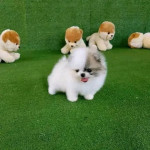 Šteniatka pomeraniana na adopciu