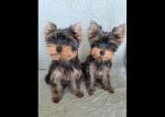 Yorkshirsky terier mini yorki