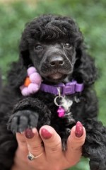 Boy black poodle