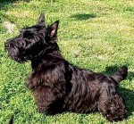 Scottish terrier puppies