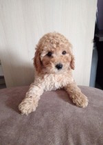 Miniature Poodles for sale