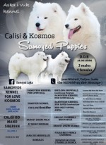 Samojed Šteniatko