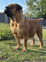 Juhoafrický mastif – Šteniatka Boerboel