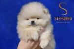 Pomeranian BOO medvedíky, Šteniatka Pomeranian Spitz