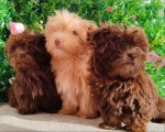 Bolonka Zwetna puppies