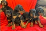 Šteniatka dobermana Kc Reg na predaj