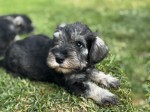 Miniature Schnauzer puppies