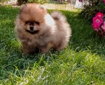 Pomeranian Spitz puppies