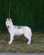 Beautiful female Siberian Husky for sale