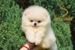 Pomeranský špic BOO  šteniatka