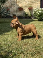 French Bulldog From House Don