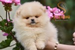 Pomeranian BOO medvedíky, šteniatka Pomeranského špica