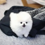 okouzlující štěňata pomeraniana v šálku na prodej,