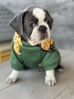 Exotic Pug