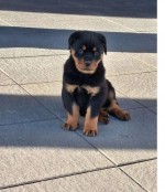 Šteniatka Rottweiler