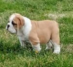 English bulldog puppies