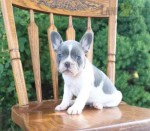 Francúzsky buldoček