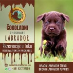 Šteniatka hnedého labradora