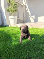 Šteniatka čokoládového labradora