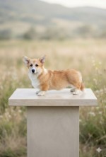 JAMESON GOLD, exclusive male Welsh Corgi Pembroke