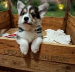 Šteniatka corgi na predaj