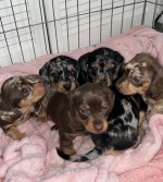 Šteniatka jazvečíka na predaj