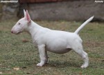 Miniature Bull Terrier