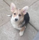 Welsh Corgi puppies