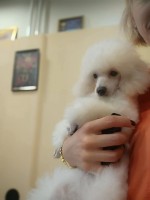 Top poodle puppies
