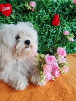 Offer four beautiful female Maltese